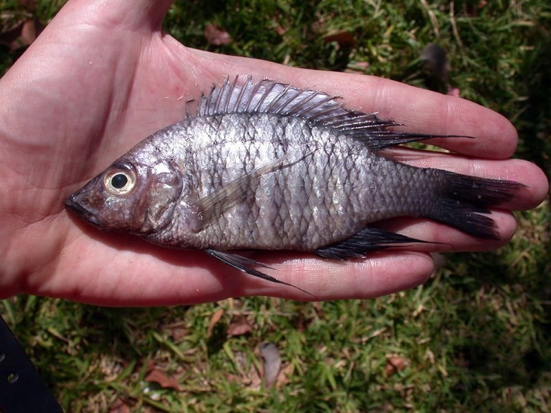 Placidochromis polli 'Monkey Bay'